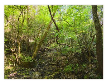 Missouri, Ozark Woods Foto Piastrelle in ceramica / roccia Abbeveratoio Foresta Decorazione naturale