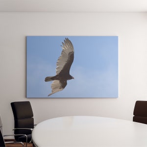 May include: A black and white bird with a wingspan of about 3 feet flies against a clear blue sky. The bird is in mid-flight with its wings spread wide. The sky is a light blue with no clouds.