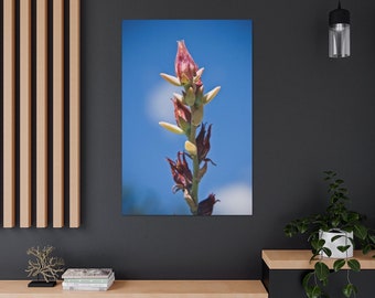 Stretched Canvas Flower Floral Fine Art Photo Print Succulent Blue Pink Green Cactus Macro Blur Bokeh Photography Nature Plants Natural