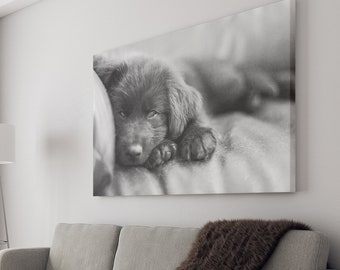 Stretched Canvas Black Lab Puppy Dog Fine Art Photo Print Black and White Blur Bokeh Photography B&W Animal Labrador Pet Portrait