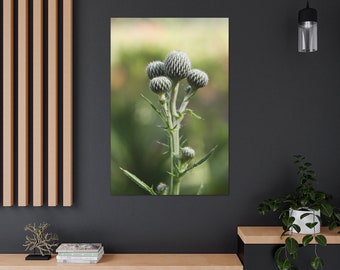 Stretched Canvas Bud Bush Succulent Flower Floral Fine Art Photo Print Green Macro Blur Bokeh Photography Nature Plants Natural
