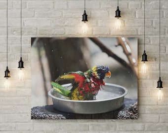 Stretched Canvas Bathing Parrot Fine Art Photo Print Bird Animal Flying Water Red Green Blue Blur Bokeh Photography Nature Plants Natural