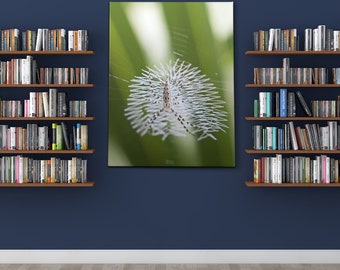 Stretched Canvas Spider Web Arachnid Insect Bug Green White Fine Art Photo Print  Macro Blur Bokeh Photography Nature Plants Natural