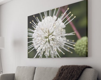 Stretched Canvas Flower Floral Fine Art Photo Print White Buttunbush Explision Firework Macro Blur Bokeh Photography Nature Plants Natural