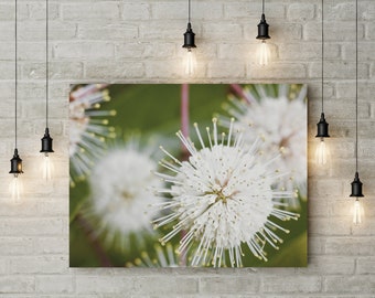 Stretched Canvas Flower Floral Fine Art Photo Print Buttonbush Firework Explosion White Macro Blur Bokeh Photography Nature Plants Natural