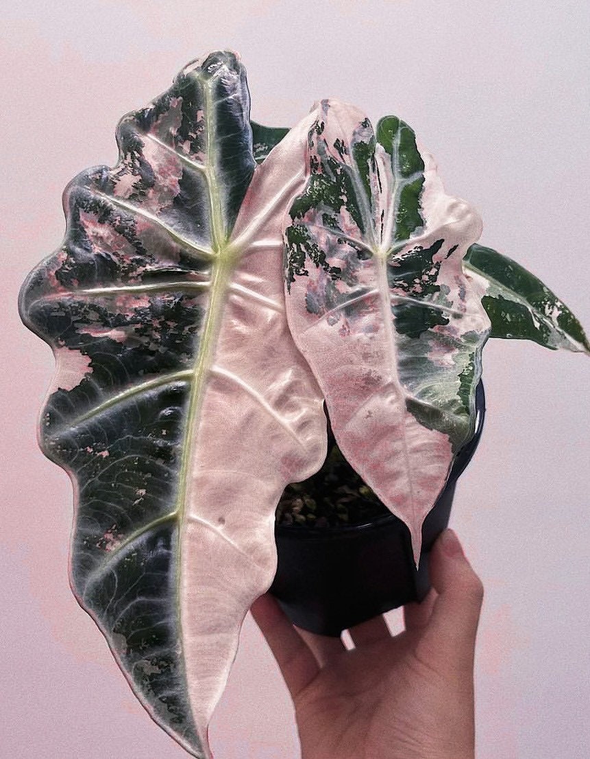 Variegated Alocasia Amazonica Corm Pink & White Rare Plant