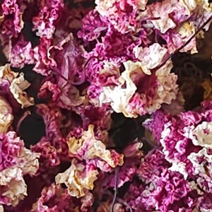 Pink Crape Myrtle Dried Flowers Crafts, Soap Making