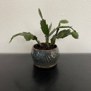 May include: A green cactus plant with multiple stems growing in a blue and brown ceramic pot with a decorative pattern.