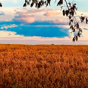 Wheat field in fall