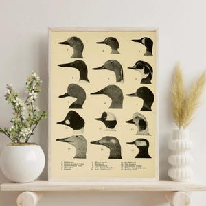 Vintage Duck Chart Poster, Wildlife Duck Identification Wall Art, Retro Bird Print, Ornithology Nature Decor, Rustic Cabin Art, Unframed
