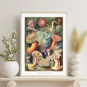 Vintage Sea Anemones Poster, Ernst Haeckel&#39;s Actiniae Art Print, Marine Biology Wall Decor, 1904 Ocean Life Print, Unframed