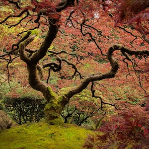 Japanese Garden Maple in Fall Colors - Portland, Oregon