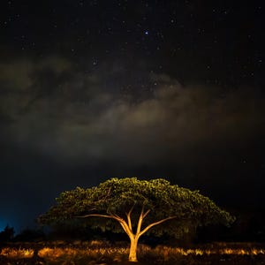 Monkey Pod Tree and Stars - Wiakaloa, Hawaii