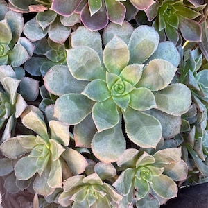 May include: Close-up of a cluster of succulent plants. The leaves are a mix of green, with hints of purple and pink around the edges. The plants have a rosette shape, with tightly packed leaves.