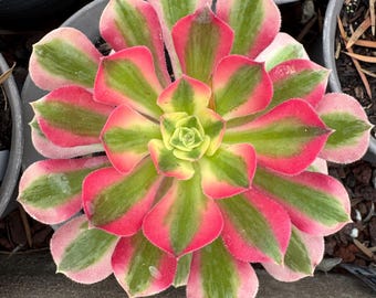 Aeonium Pink Witch (Rooted)