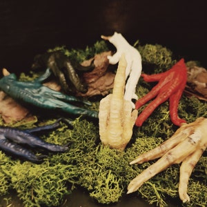 May include: A collection of colorful, stylized chicken feet sculptures in various colors, including blue, green, red, and white. The feet are arranged on a bed of green moss, with a dark background.