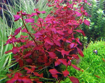 Super Red Ludwigia Live Aquarium Plants