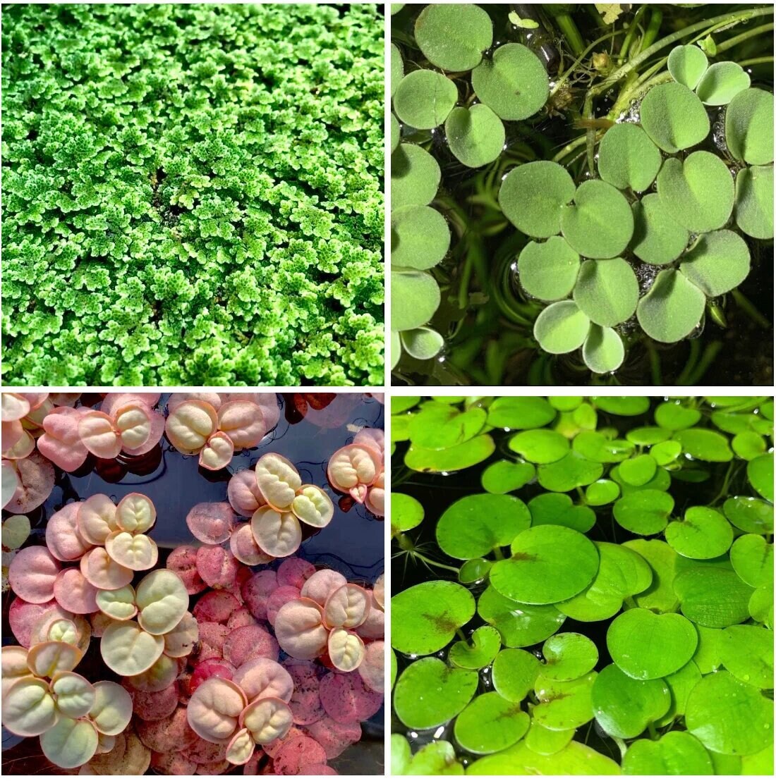 Floating Plants Aquarium Floating Plant Etsy Australia