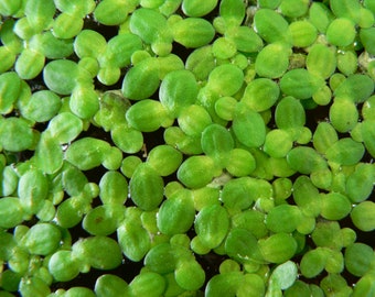 Duckweed Floating Plant