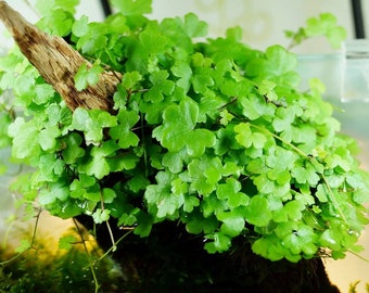 Hydrocotyle tripartita Japan 'Mini' Live Aquarium Plant For Fish Tank