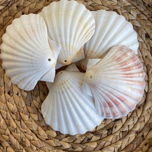 May include: A collection of white scallop seashells with subtle pink and peach hues, arranged on a woven, circular, brown surface. The shells have a fan-like shape with textured ridges.