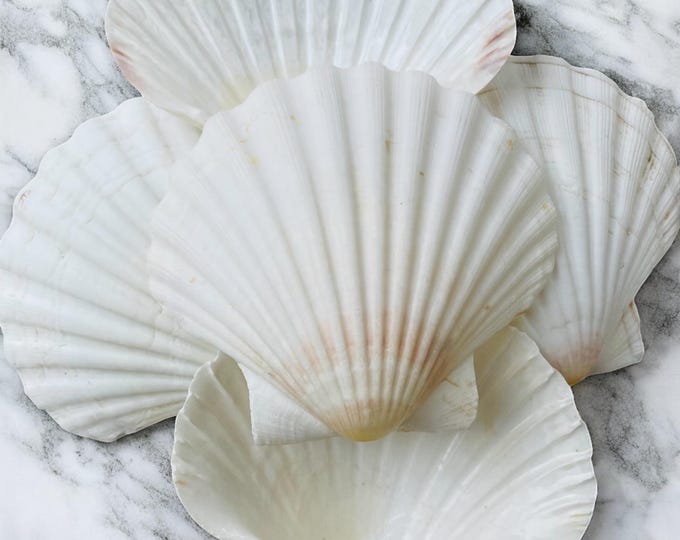 Scallop Shells Scallop Shells for Crafts, Large Seashells, Irish Baking Shells, 5 ...