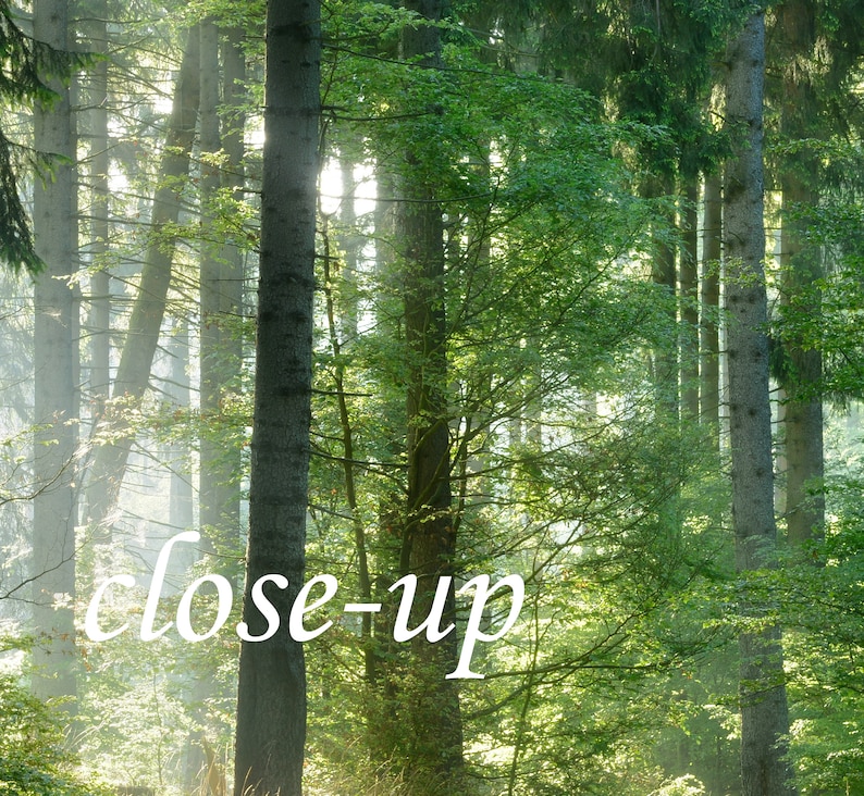 May include: A close-up view of a sunlit forest with tall trees and lush green foliage. The word "close-up" is written in white script across the bottom of the image. The scene is bright and airy.