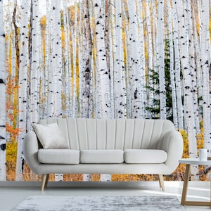 Autumn birch tree Removable wallpaper ,Self Adhesive ,Peel and Stick, forest photo in Colorado rocky mountains wall Mural