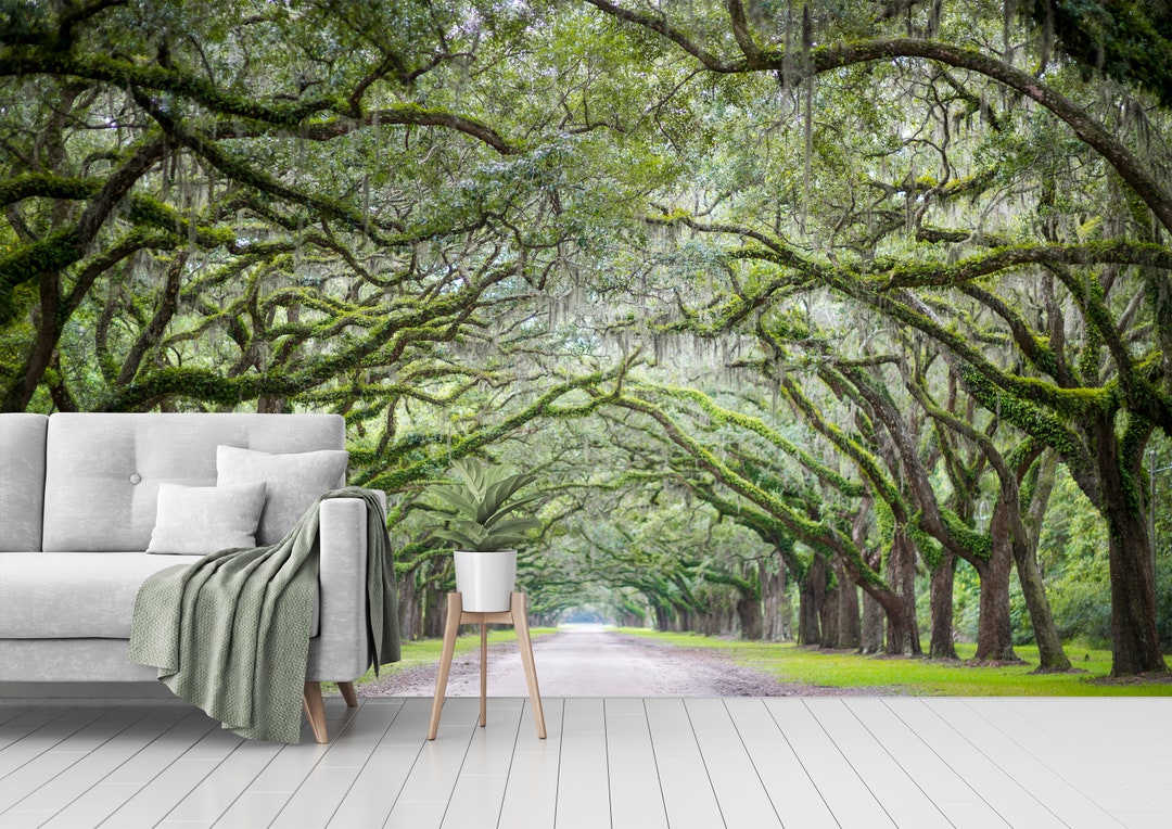 Old Oak Trees Peel and Stick Wall Mural Self Adhesive Wall Art