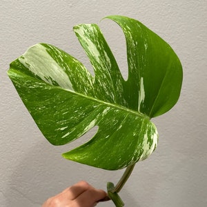 May include: A variegated Monstera Deliciosa plant with a single large leaf. The leaf is green with white variegation and has a heart-shaped outline.