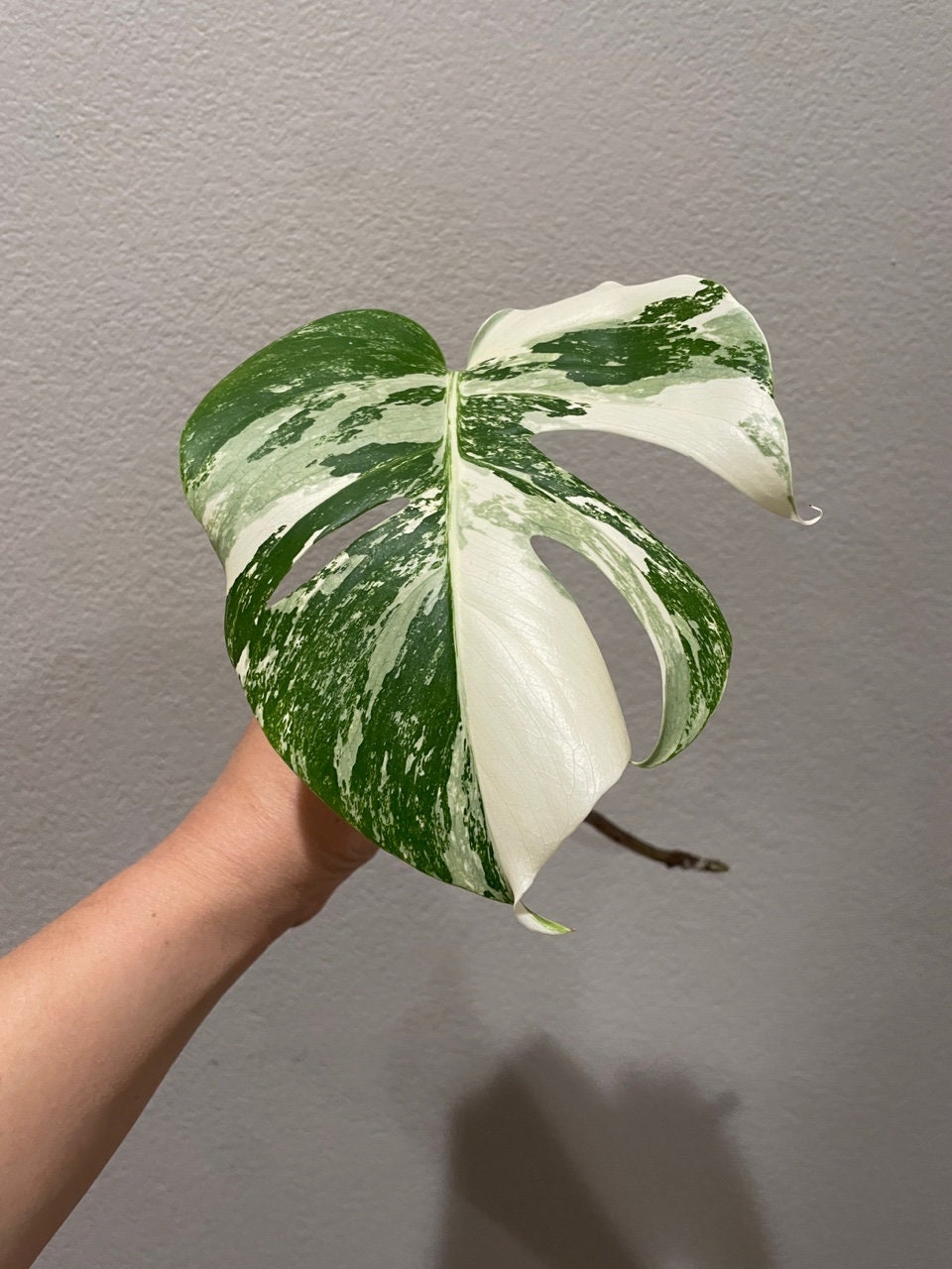 Monstera Mint Borsigiana - Etsy