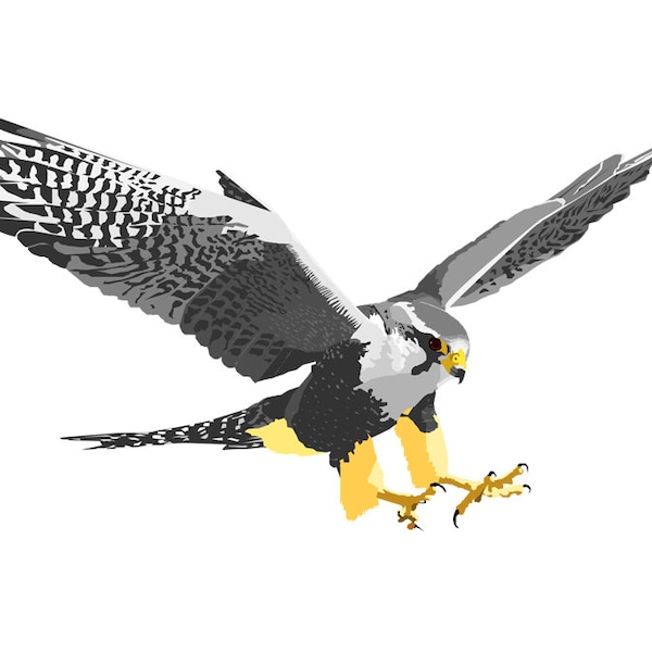 Falcon PNG Files, PNG Files, Swooping, Bird, Hunting Bird, Bundle deal, 2 different files x1 colour version x1 shades of grey version