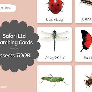 Insectes TOOB - Safari LTD Cartes en langues Montessori assorties - Imprimable