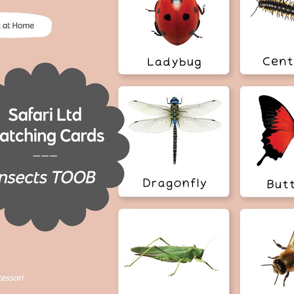 Insects TOOB - Safari LTD Matching Montessori Language Cards - Printable