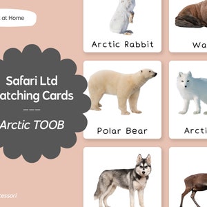 Arctic Animals TOOB - Safari LTD Cartes de langue Montessori assorties - Imprimable