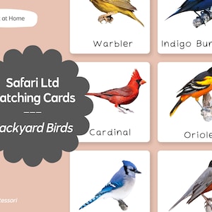 Oiseaux d'arrière-cour TOOB - Safari LTD Cartes de langue Montessori assorties - Imprimable