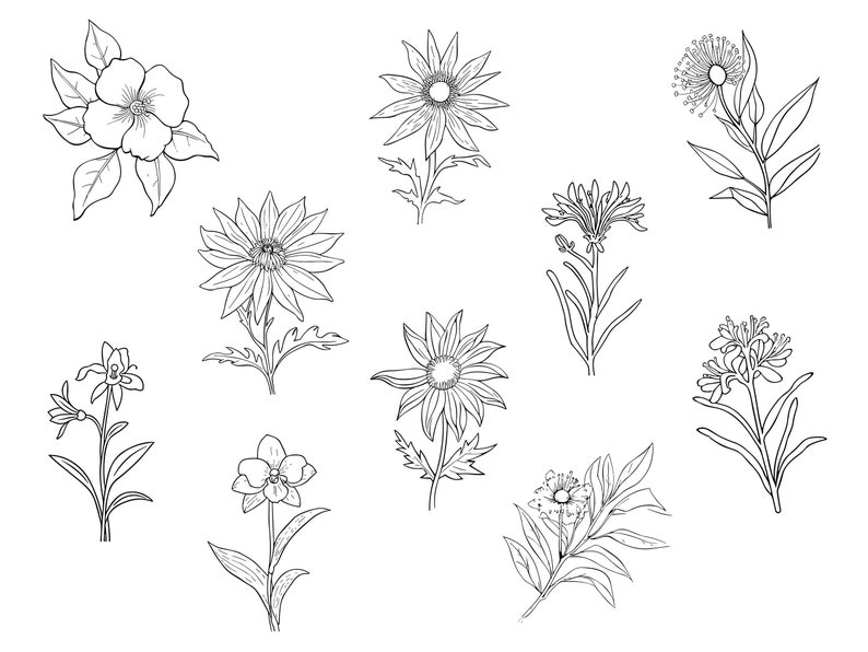 39 Line Art Australian Native Flowers Clipart Bundle Instant Download, Sublimation Designs, Digital Download, Printable Art, Digital Print image 3