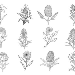 39 Line Art Australian Native Flowers Clipart Bundle Instant Download, Sublimation Designs, Digital Download, Printable Art, Digital Print image 2