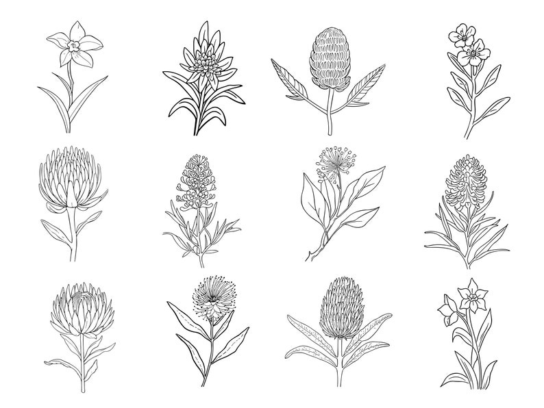 39 Line Art Australian Native Flowers Clipart Bundle Instant Download, Sublimation Designs, Digital Download, Printable Art, Digital Print image 2