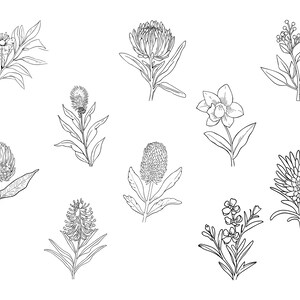 39 Line Art Australian Native Flowers Clipart Bundle Instant Download, Sublimation Designs, Digital Download, Printable Art, Digital Print image 4