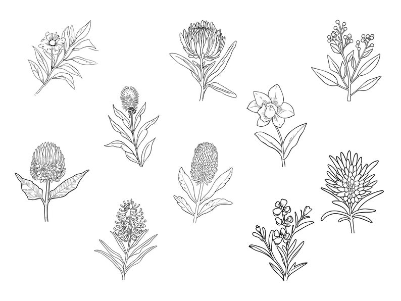 39 Line Art Australian Native Flowers Clipart Bundle Instant Download, Sublimation Designs, Digital Download, Printable Art, Digital Print image 4