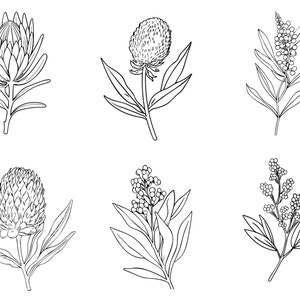 39 Line Art Australian Native Flowers Clipart Bundle Instant Download, Sublimation Designs, Digital Download, Printable Art, Digital Print image 5
