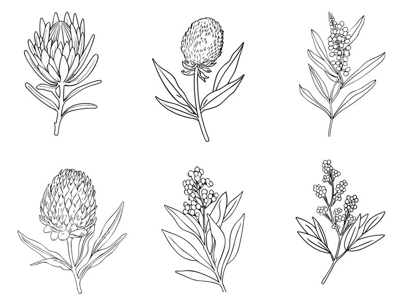 39 Line Art Australian Native Flowers Clipart Bundle Instant Download, Sublimation Designs, Digital Download, Printable Art, Digital Print image 5