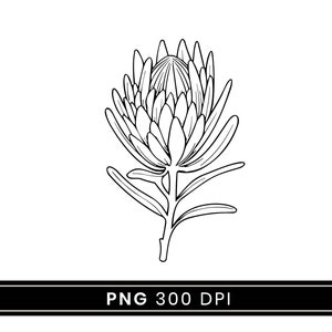 39 Line Art Australian Native Flowers Clipart Bundle Instant Download, Sublimation Designs, Digital Download, Printable Art, Digital Print image 7