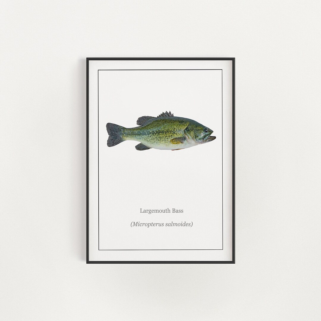 Printable Fish Art largemouth Bass Instant - Etsy