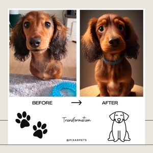 May include: Before and after photo of a dachshund dog. The dog is brown with black fur. The dog is sitting on a blue blanket in the before photo and on a brown surface in the after photo. The dog is wearing a blue collar in the after photo. The text "Transformation" is written below the photos.