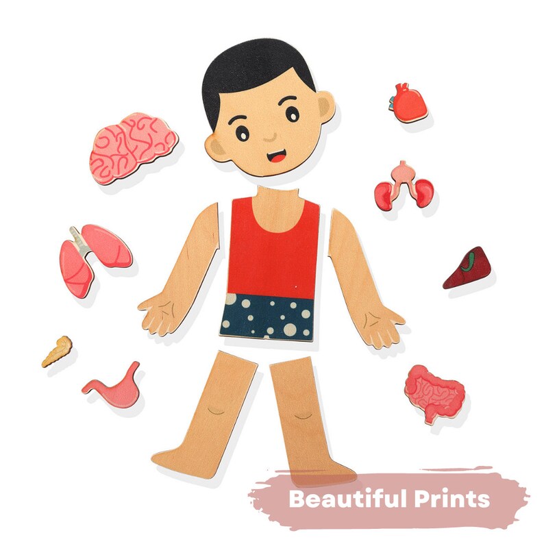 Buy Human Body Internal Organs Wooden Puzzle Online in India - Etsy
