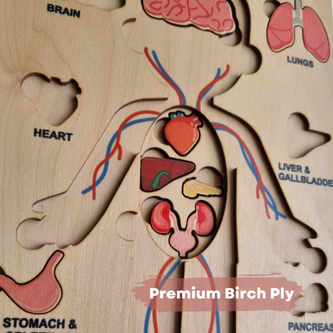 Human Body Internal Organs Wooden Puzzle - Etsy