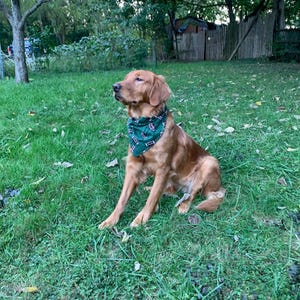 Football Lover Bandana, handmade pet accessory, football pet accessories