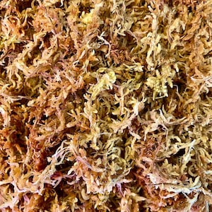 May include: Close-up of dried sphagnum moss, a natural material with a textured appearance. The moss has a mix of light brown, tan, and reddish-brown hues, creating a visually interesting pattern. The image highlights the organic texture and color variations.
